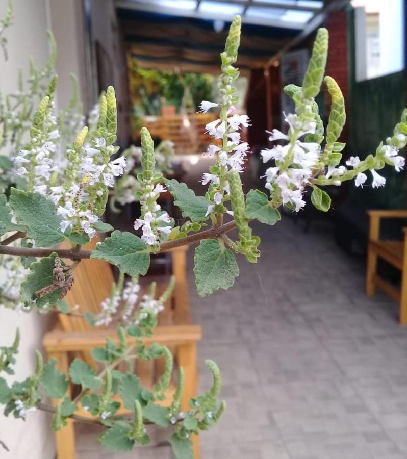 Hostel Nossa Casa Florianópolis Dış mekan fotoğraf